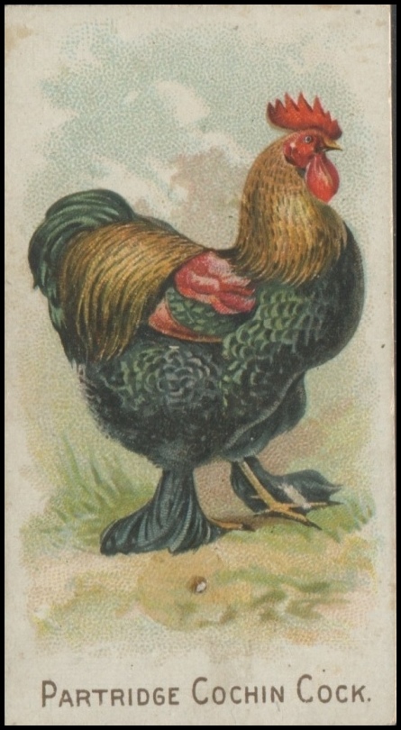 Partridge Cochin Cock